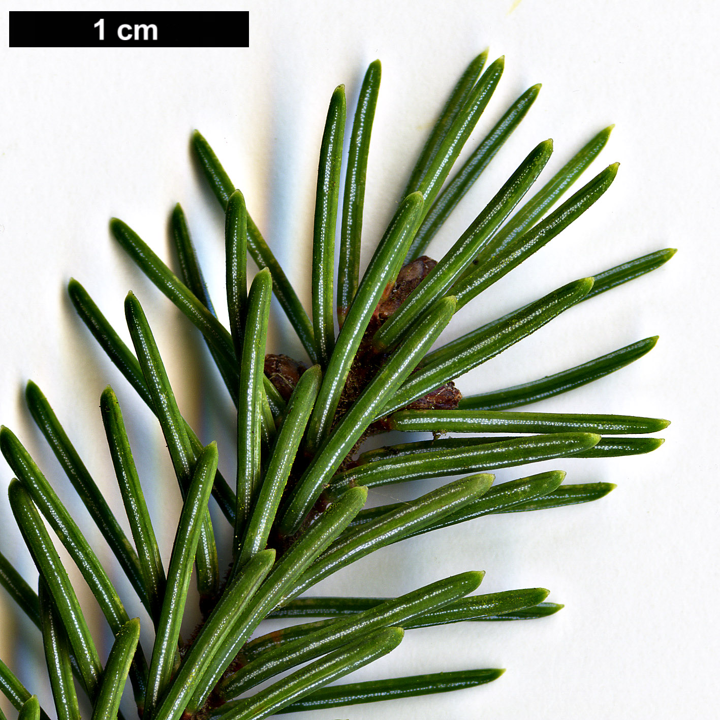 High resolution image: Family: Pinaceae - Genus: Picea - Taxon: ×mariorika (P.mariana × P.omorika)